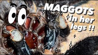 Tarantula AMPUTATED her 2 back legs.. and MAGGOTS !!!