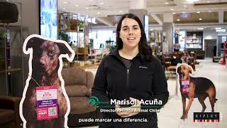 RIPLEY PETS: CAMPAÑA DE ADOPCIÓN