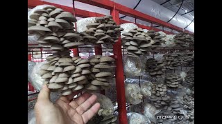 Вешенка| плодоношение по стерильной технологии ч.2#oystermushrooms