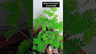 शमी का पेड़ घर में इस जगह लगाते ही धन वर्षा होगी |#shorts #religion #shortsvideo