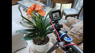 Orange Clivia Bloom Time-lapse