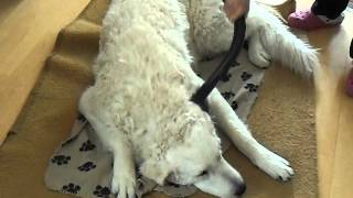 How to hoover a Kuvasz