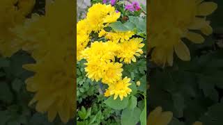 Beautiful yellow mums