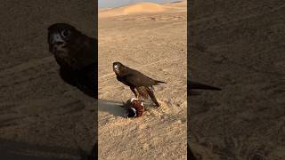 Bird Falcon Attack and catch duck #birds #falcon #wildlife #shorts #ytshorts #duck