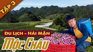 Du Lịch Mộc Châu P3 | Khám Phá Thung Lũng Mận Nà Ka Lớn Nhất Tây Bắc