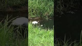 Wood Stork