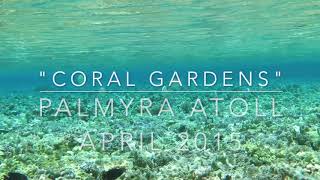 Palmyra Atoll Coral Gardens Sharky Tour (April 2015)