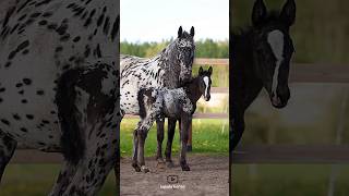 Very special mother and child🔥|مادر و فرزند بسیار خاص🔥#animals #horse #cavalo #اسب #حصان