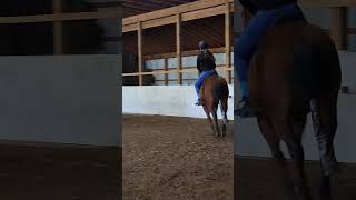 edit #dressage #horses #pony #showjumping #equestrian #shortvideos #jumping #horsebreed #ponyhorse