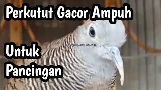 pancingan ampuh perkutut lokal gacor, cocok untuk pancingan