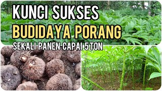 KUNCI SUKSES BUDIDAYA PORANG SEKALI PANEN CAPAI 5 TON PROSPEK USAHA MENJANJIKAN~Dunia Kita Official