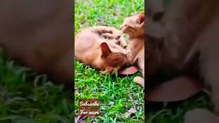 kitten playing and fighting #cats #shorts