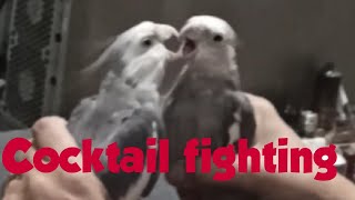 Cocktail vs cocktail fighting/Cocktail parrot fighting