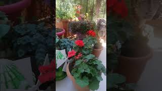 sardunya Yakut kolyesi tesbihler canım çiçeklerim Balcony flowers