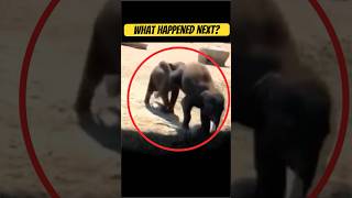 Angry Elephant full video link ☝🏻 #animals #wildlife