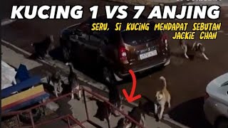 Perkelahian  sengit 1 kucing vs 7 anjing, siapa pemenangnya, simak videonya