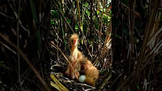 Baby Birds in a PANIC Searching for Their Mother