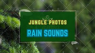 Jungle Wildlife In 4K - Animals That Call The Jungle Home | Rainforest | Scenic Relaxation Film