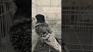 Black spot pigeon