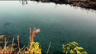 IS THIS A BAIT MIGRATION??? SO MUCH FRESH WATER BAIT!!!