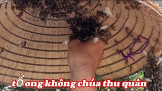 Bắt ong trụ điện không có chúa vẫn thu phục quân được