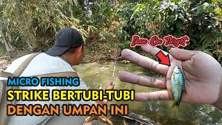 Micro Fishing  Strike Bertubi - tubi Mancing Wader Dengan Umpan Ini!! #microfishing #mancingwader