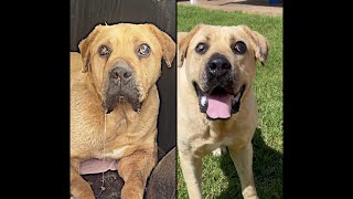 Terrified Blind Dog Can’t Stop Smiling Now He Has a Forever Home!