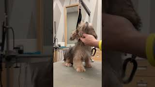 Very Nervous Yorkie Puppy - First Trim (real-time)