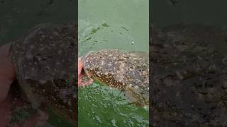 BIG DOG Released to become a 3 meterie #fishing #shorts #catchandrelease #fish #bigdog #