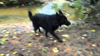 Hiking with 3 year old German Shepherd