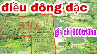 #đất gia lai giá rẻ# 3ha điều tại chư sê gia laid, giá chỉ 900tr