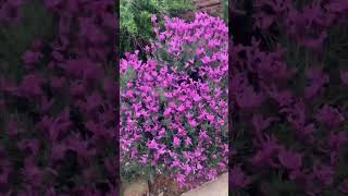 #shorts #garden #flowers #plants Lavender flowers Pinay Countrylife