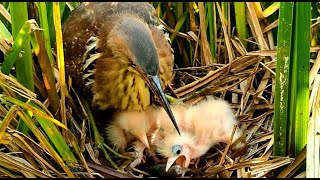 Newly Hatched  birds attempted to eat a Large fish, but was unsuccessful