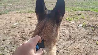 Pastor belga malinois parece un galgo de lo que corre