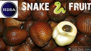 Salak / Snake Fruit H2SA Code: F002-E