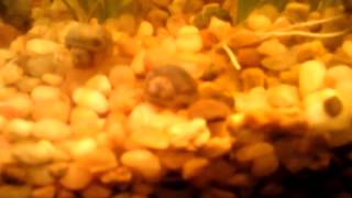 Baby snails UPDATE: 9 months old