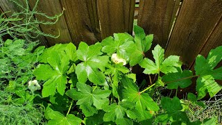 Okra Flowers & Garden Tour #growyourownfood #enjoygardening #gardening