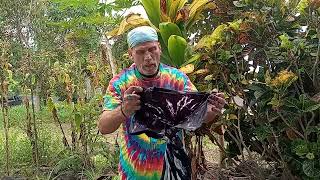 Diy How to tie dye Black Spider design tutorial simple Tiedye Hobo style