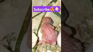 Newborn lovebird chick update 🫣🤩 subscribe please 🤩 #smartphone #edit #birds #budgies #lovebird