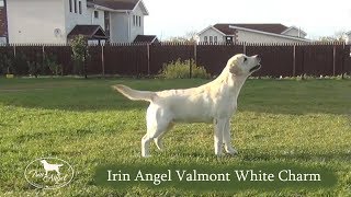 Irin Angel Valmont White Charm (boy 6 months)