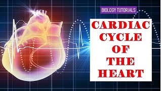 CARDIAC CYCLE OF THE HEART | BIOLOGY TUTORIALS | NEET | MHT-CET