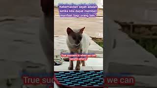 #catmotivation #cat #kucing