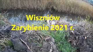 Wiszniów, Zarybienie 2021 r.