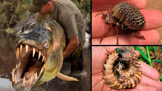 Most Venomous & Dangerous Animals On The Planet