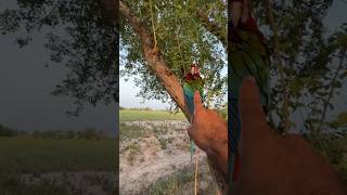 Macaw 🦜parrot ne attack kr dia #pets #parrot #minivlogs