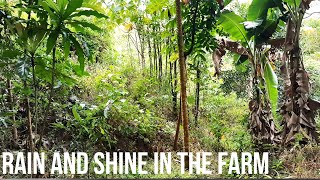 Rain and Shine in the Farm (Umulan Umaraw sa Bukid)