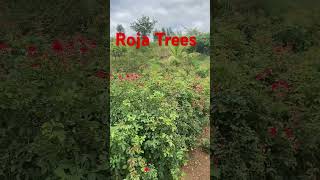 Roja trees #yt #trees #nature #naturephotography #naturelovers #ytviral #short