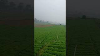 Kebun teh Cangar-Batu #kebunteh #cangar #batu #shorts