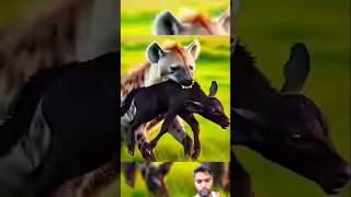 Hyena vs cow fighting #cow #Hyena #wildanimals #animals #help