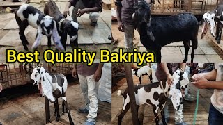 Shandaar Bakriyo Ka Collection @ Hasan Goat Farm | Murgi Chowk Charminar| Hyderabad